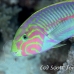 wrasse_klunzingers_elp_si_h_0508_egy2241.jpg